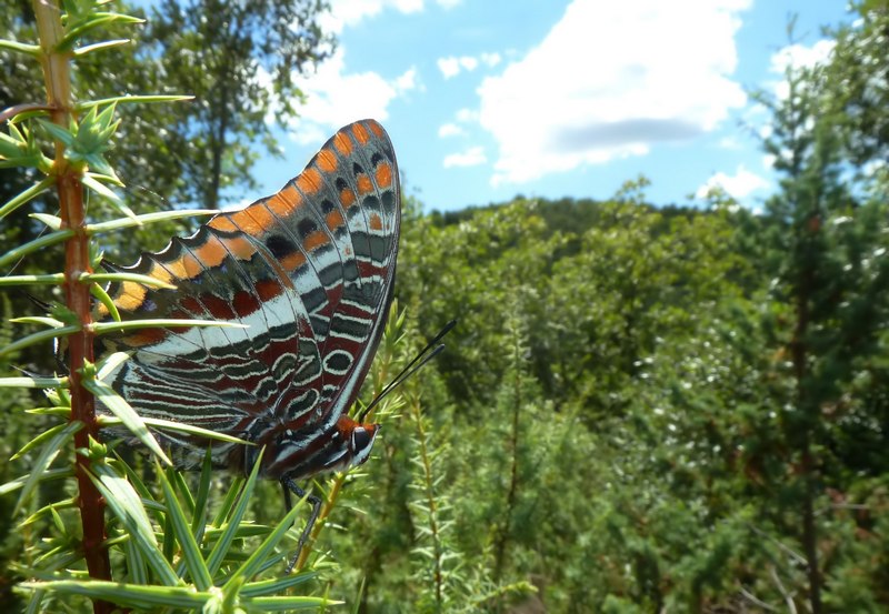 i Charaxes di Monte Malbe